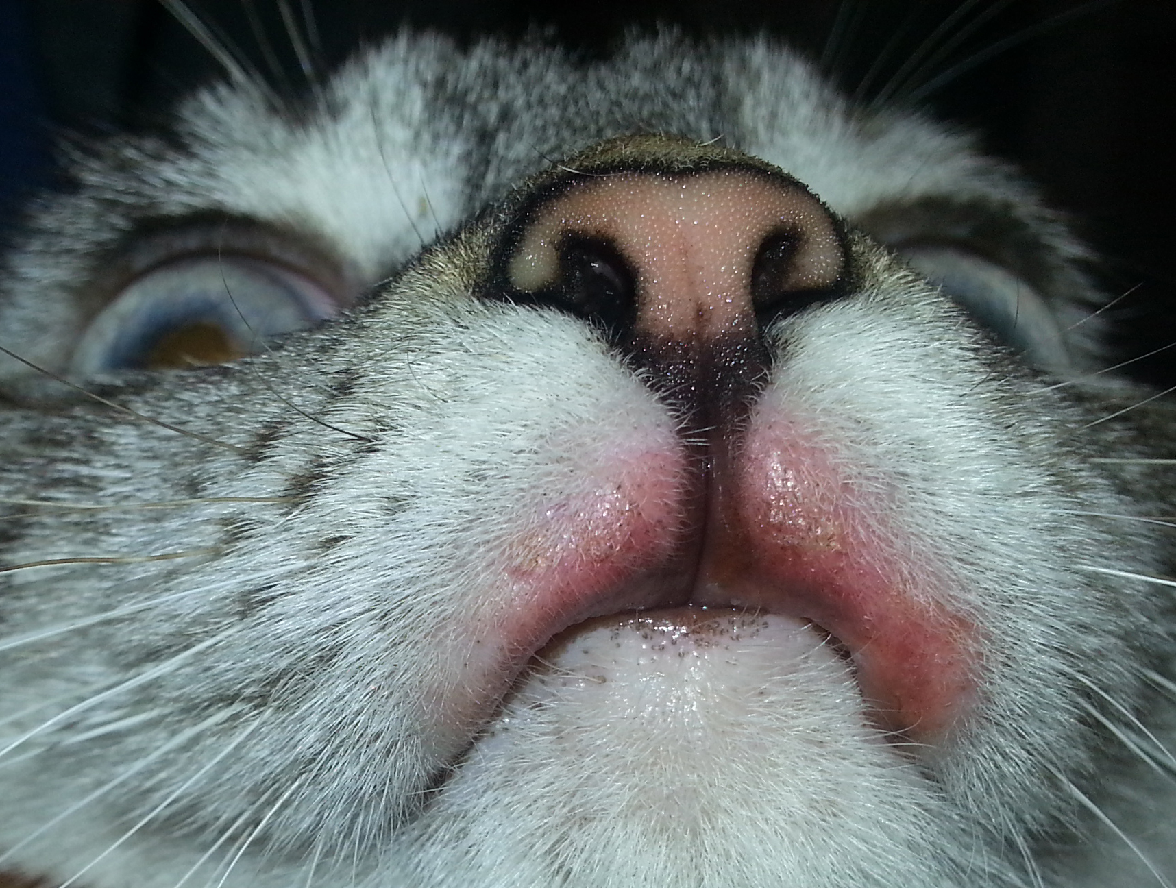 Rodent Ulcer In Cats Food Ideas