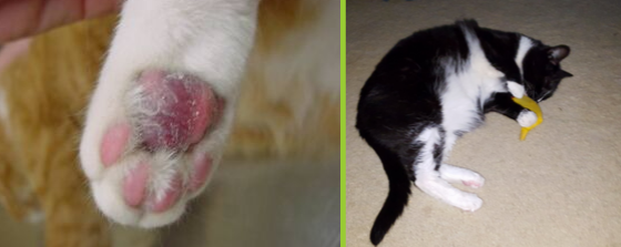 vet talks pillow foot in cats